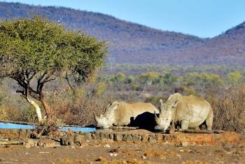 White rhino, Madikwe Game Reserve, North West