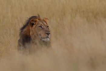 Southern African lion (Panthera leo melanochaita), North West