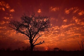 Sunset, Madikwe Game Reserve, North West