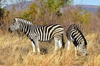 Zebra, Madikwe Game Reserve, North West