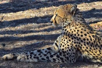 Southern african cheetah, Madikwe Game Reserve, North West