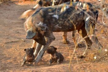 African wild dogs, Madikwe Game Reserve, North West