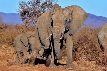 African bush elephants, Madikwe Game Reserve, North West